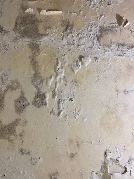 Best Attic Mold Remediation in Apple Creek, OH