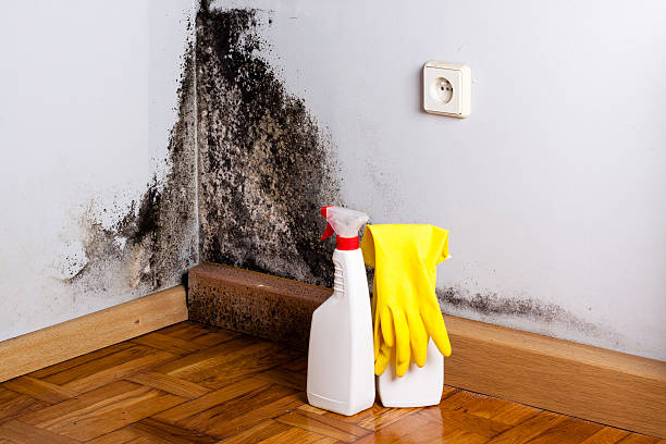 Best Insurance-Related Mold Remediation in Apple Creek, OH